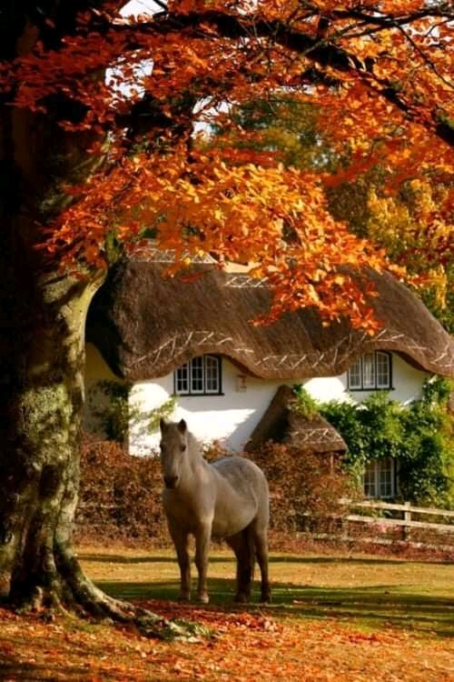 Chata koń drzewa przyroda puzzle online