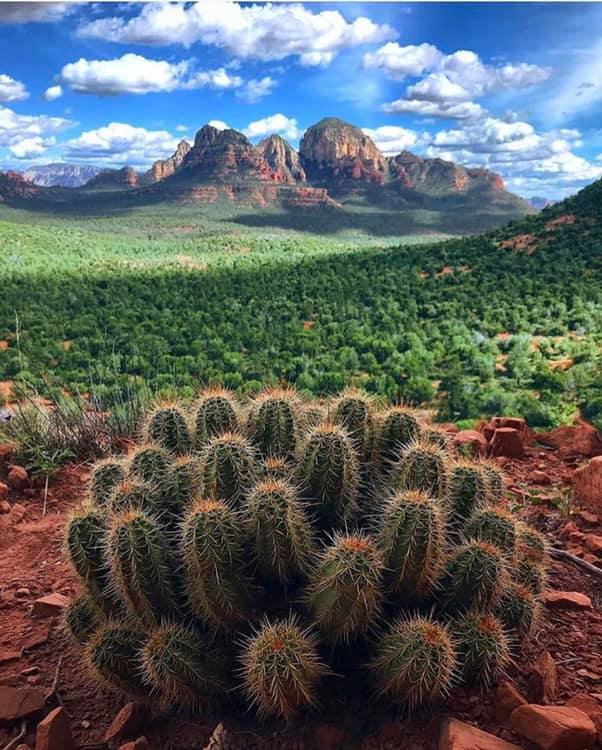 kaktusy przyroda natura puzzle online