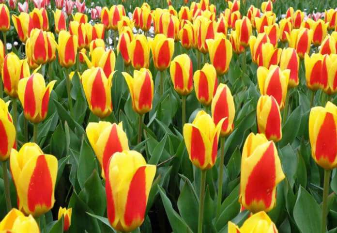 Tulipany. puzzle online