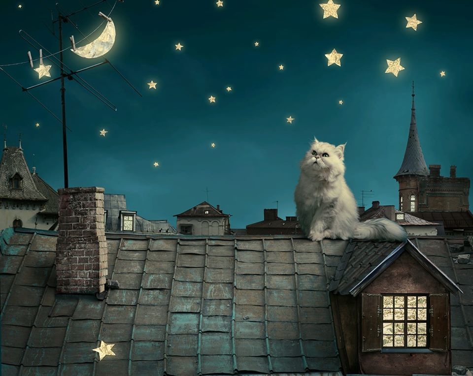 piękny puszysty kot siedzi na dachu puzzle online