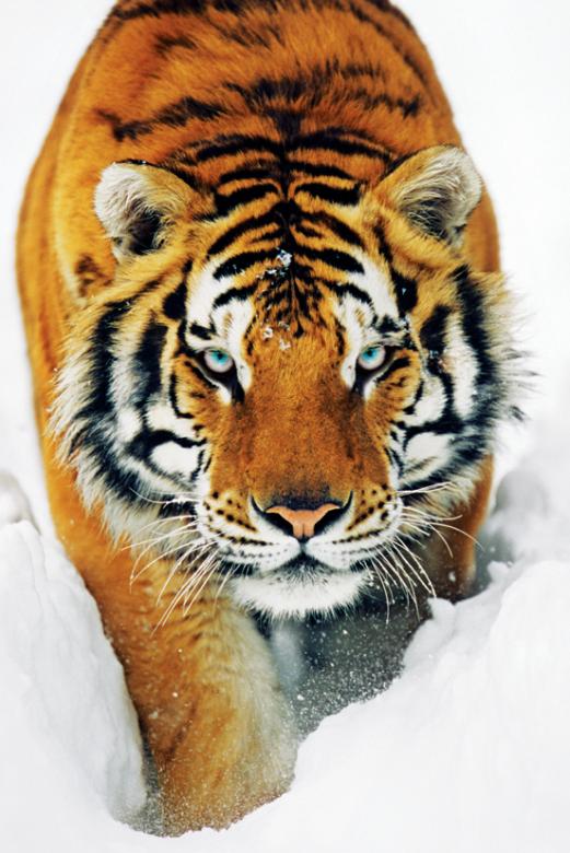 tygrys na śniegu puzzle online