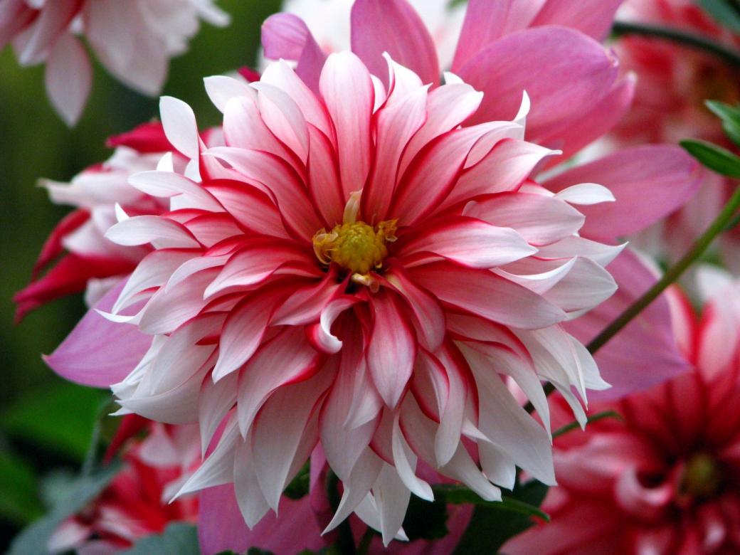 piękny kwiat puzzle online