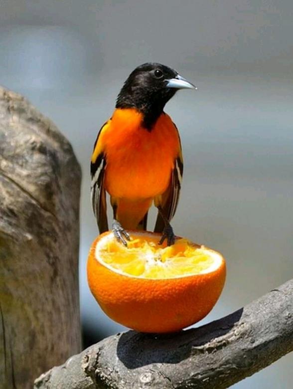 Ptak owoce puzzle online