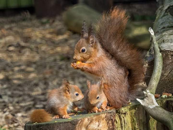Wiewiórka wiewiórki puzzle online