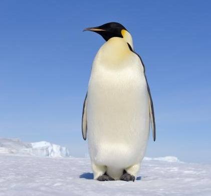 słodki pingwin puzzle online