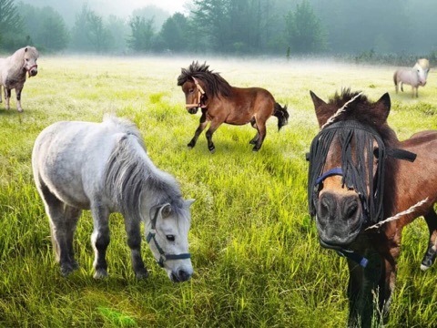 pięć pięknych koni na łące puzzle online