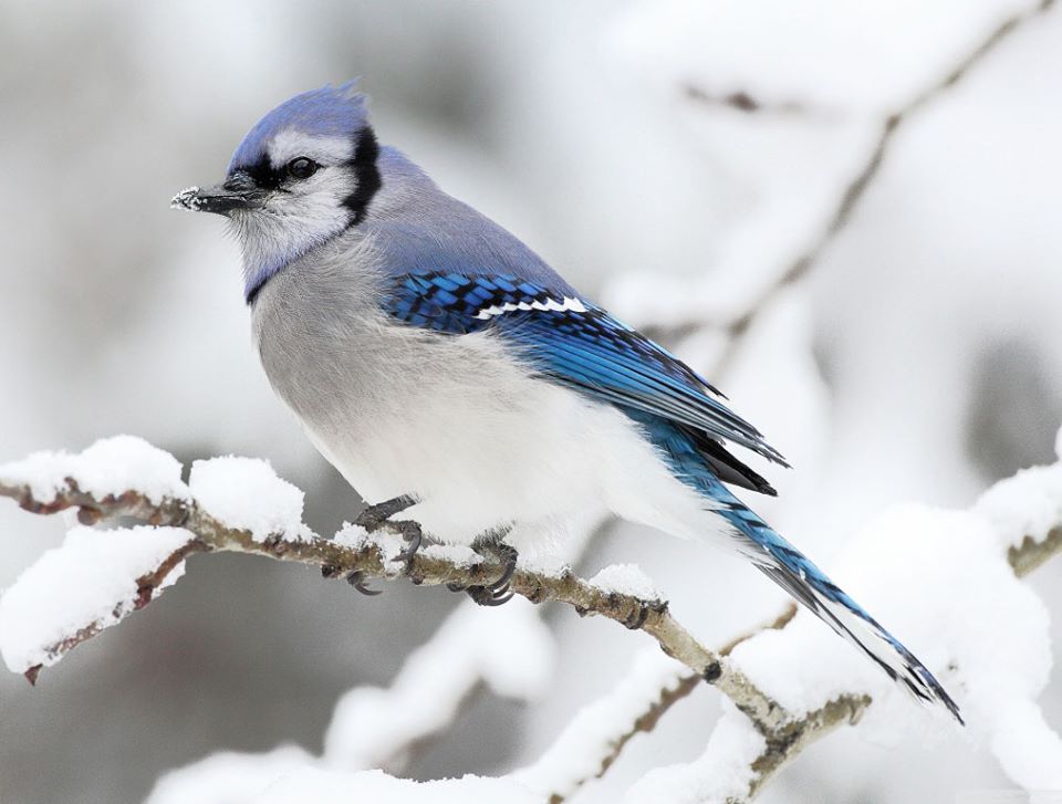 Ptak w zimowej scenerii puzzle online