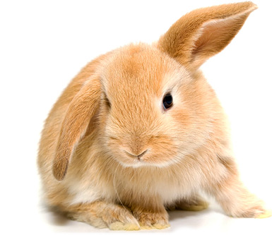 słodki mały króliczek puzzle online