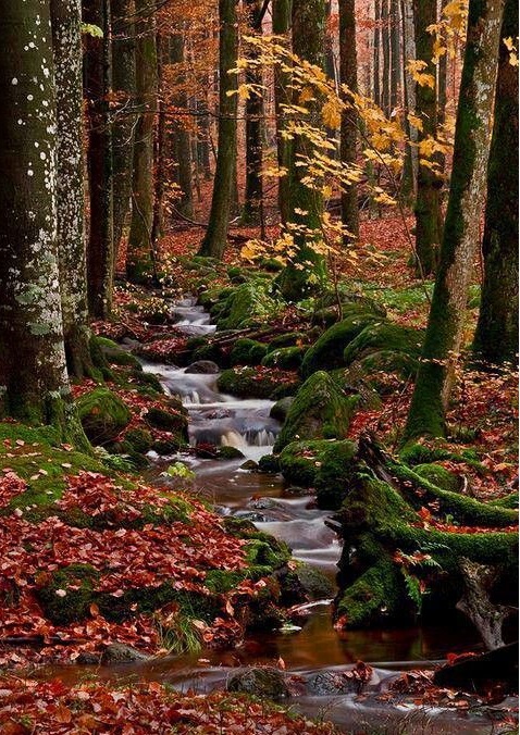 Les, potůček a barvy přírody puzzle online