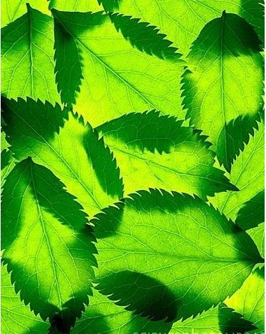 Zelená barva je nádherná-4 puzzle