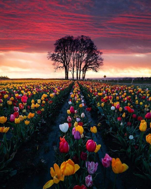 Tulip Bloom, Oregon puzzle online