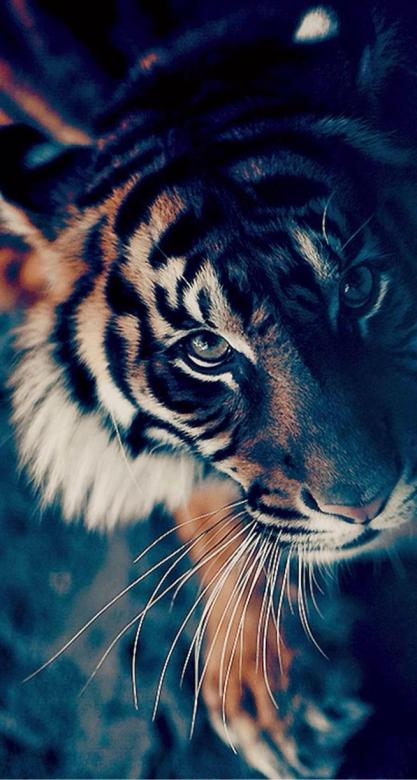 piękny tygrys puzzle online