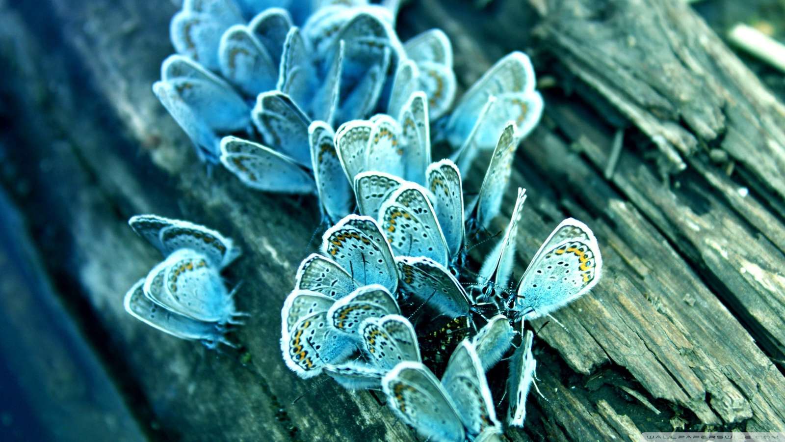 niebieskie motyle puzzle online