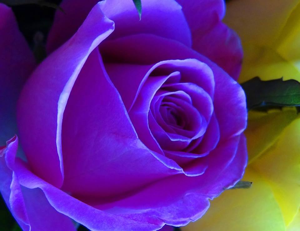 piękna róża puzzle online