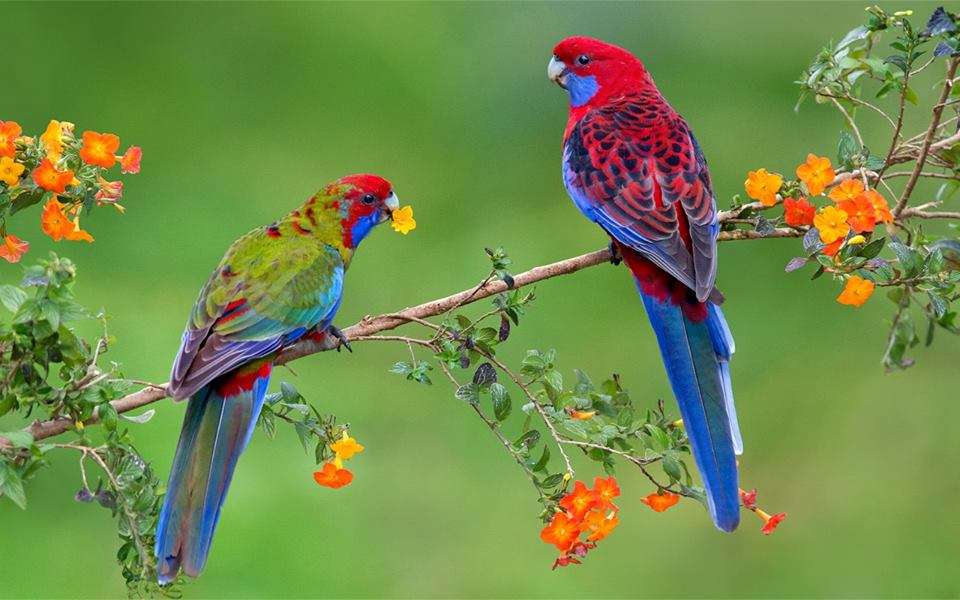 kolorowe papużki puzzle online