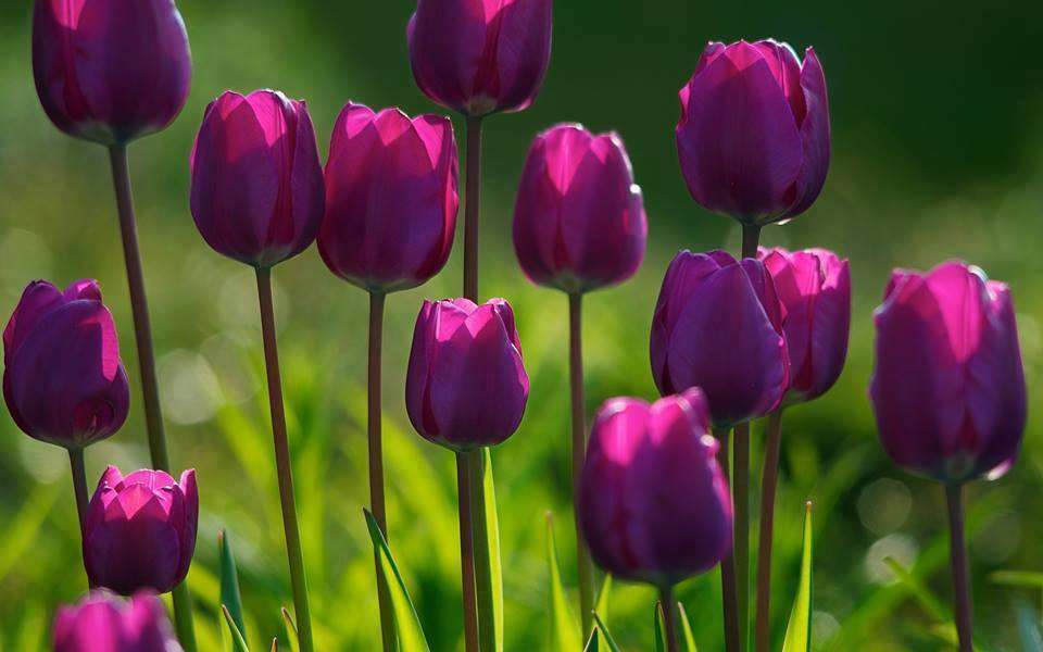piękne tulipany puzzle online