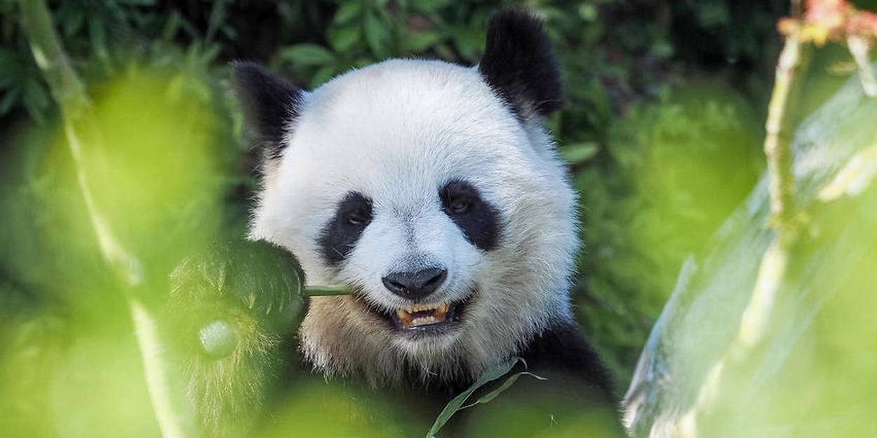 Uśmiechnięta panda puzzle online