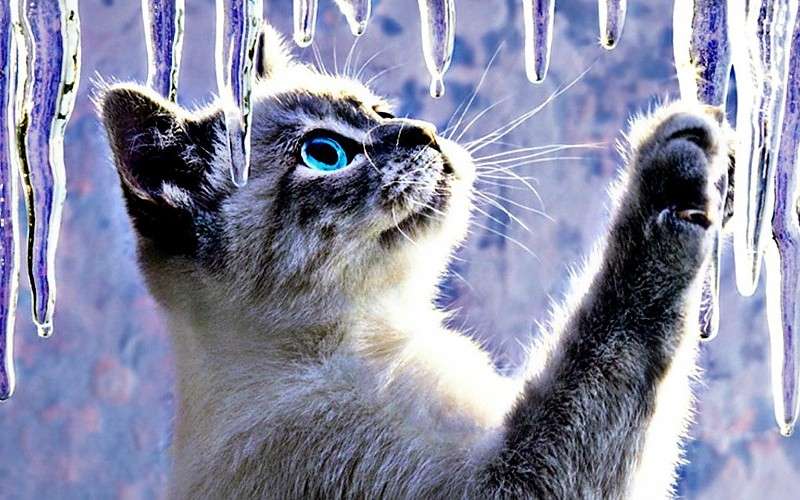 Piękny Kot Z Pięknymi Oczami Patrzy Na Sople Lodu puzzle online