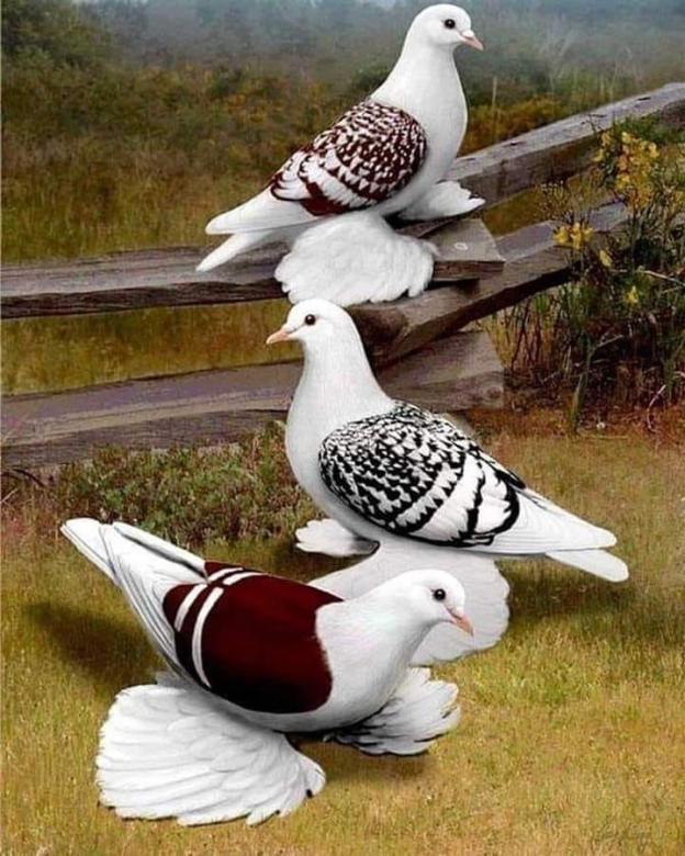 Trzy piękne ptaki puzzle online