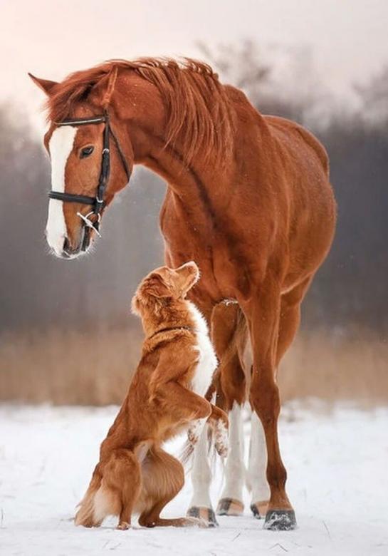 Koń i pies wielka zwierzęca przyjaźń puzzle online