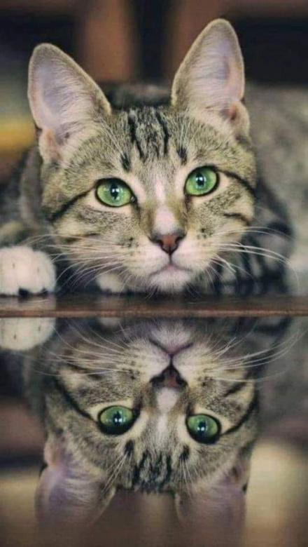 Piękny zielonooki kot i jego odbicie puzzle online