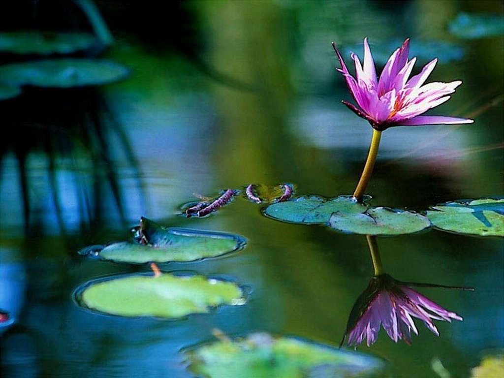 lilia w wodzie puzzle online