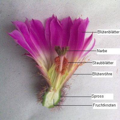 etykietowanie kwiaty puzzle online