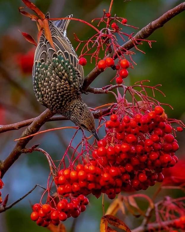 Piękny ptak przyroda puzzle online