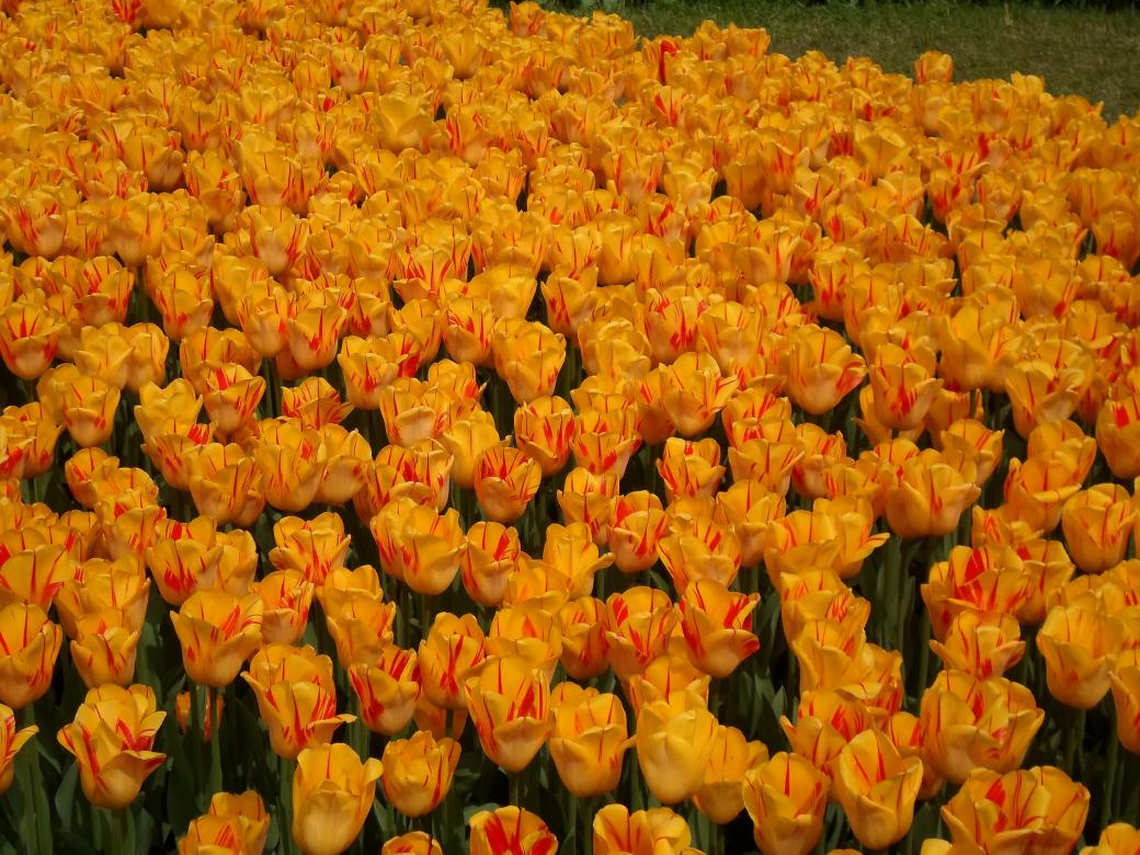 tulipani puzzle