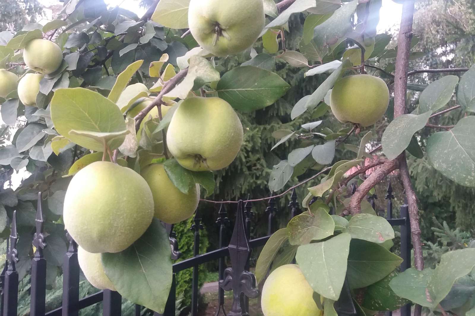 яблоки на дереве пазл