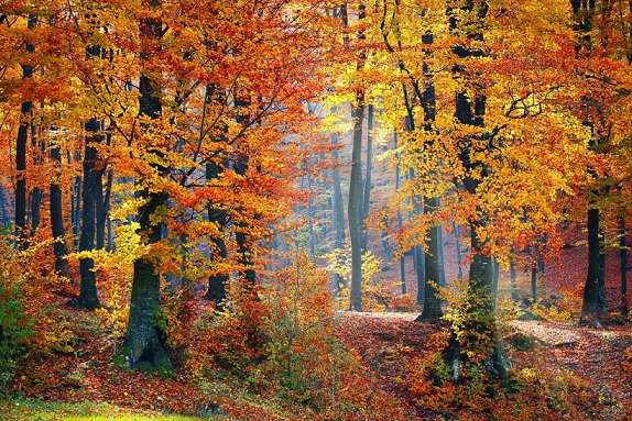 Есента в гората. пъзел