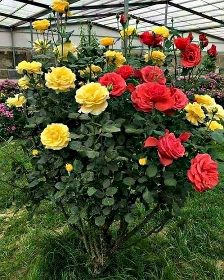 Róże w szklarni. puzzle online