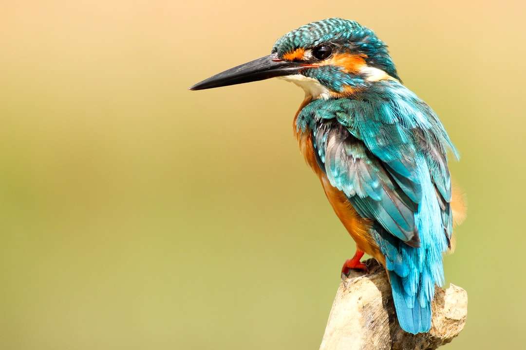 Μπλε Kingfisher παζλ