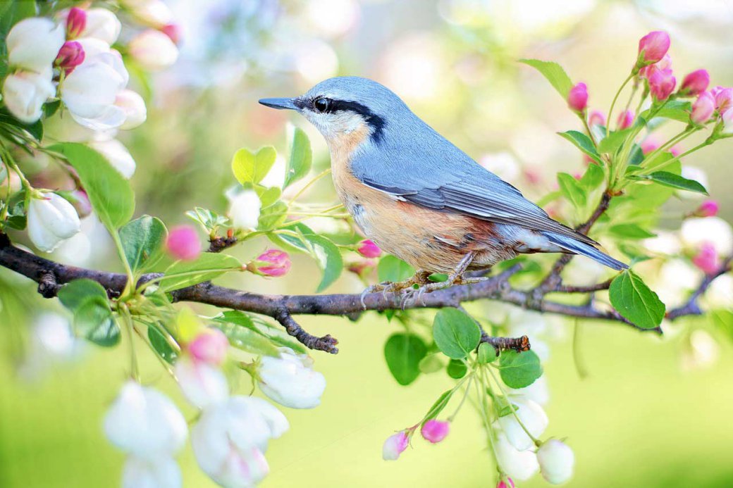 Ptaszek - zwiastun wiosny puzzle online