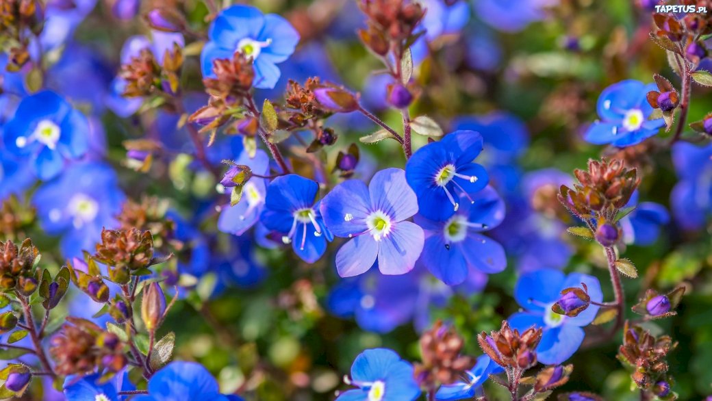 Niebieskie kwiatki puzzle online