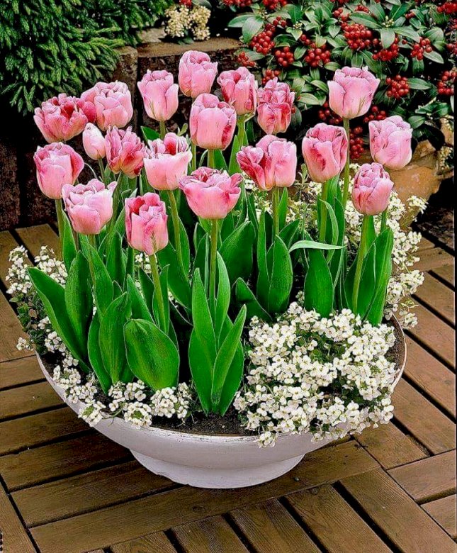 Růžové tulipány skládačka