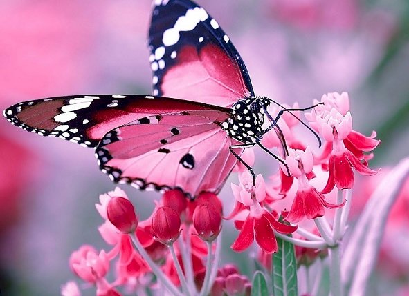 Een prachtige vlinder. puzzel