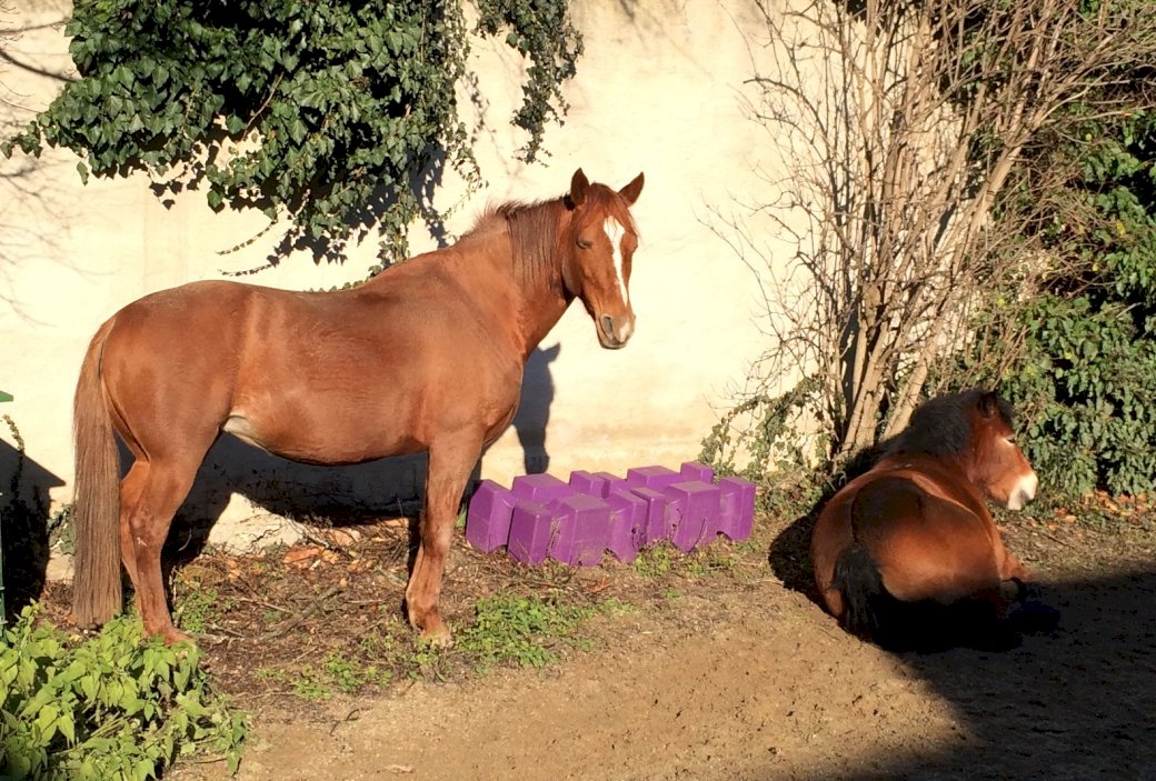 Los caballos disfrutan del sol rompecabezas