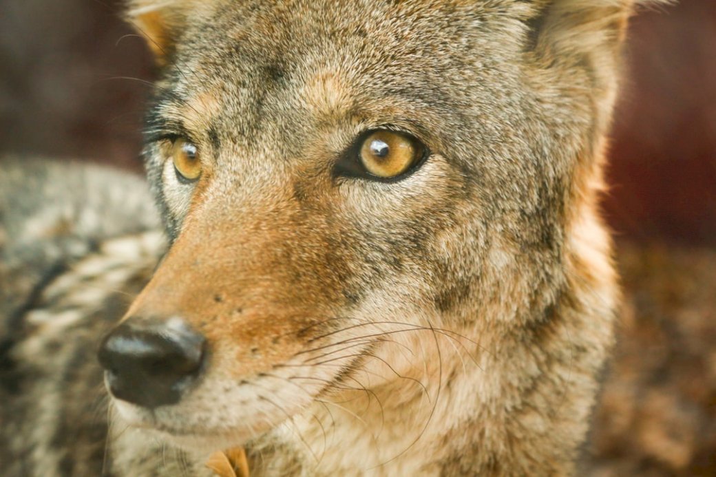 Kojot (Canis Latrans) puzzle online