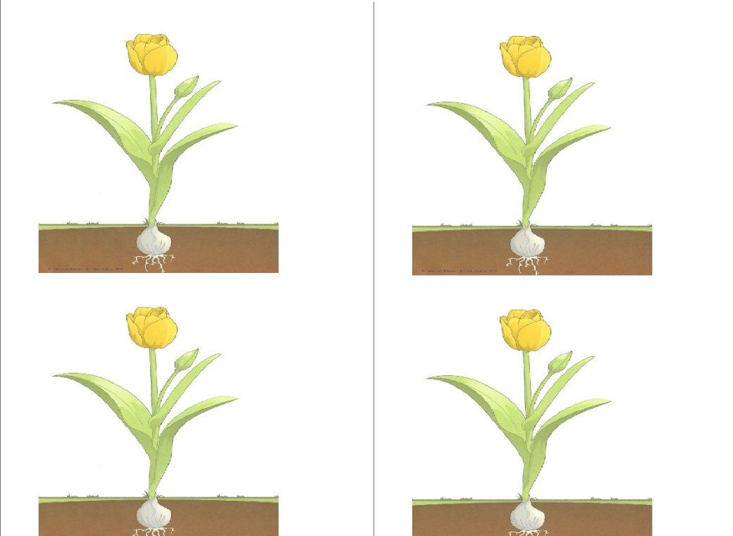 Układanka tulipanów puzzle online