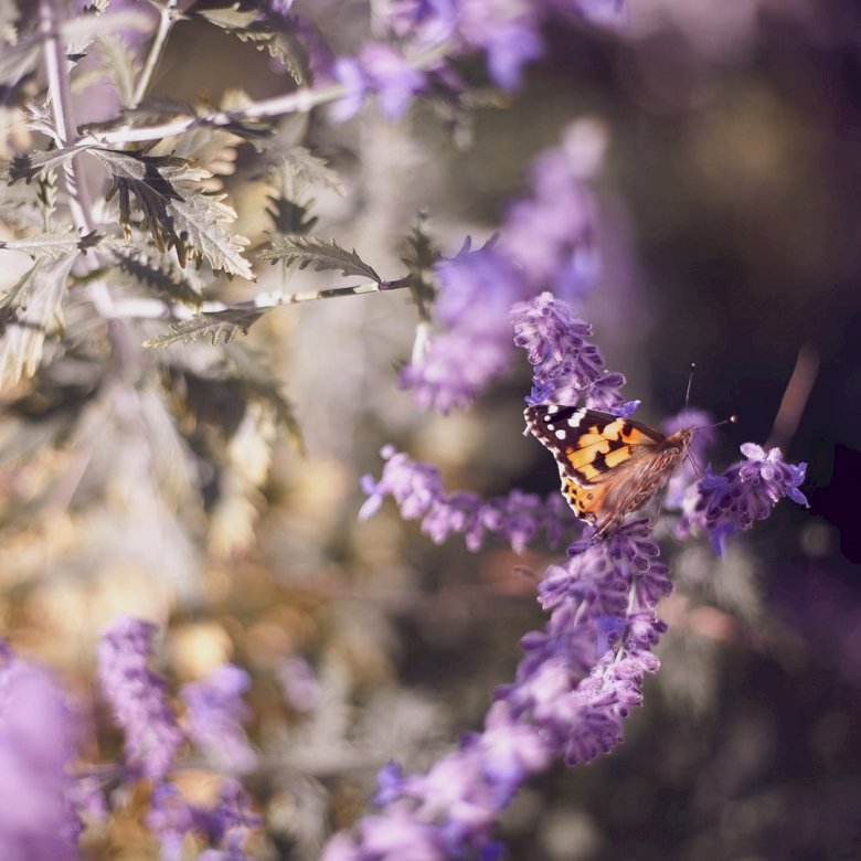 Monarchiczny motyl na kwiatach puzzle online