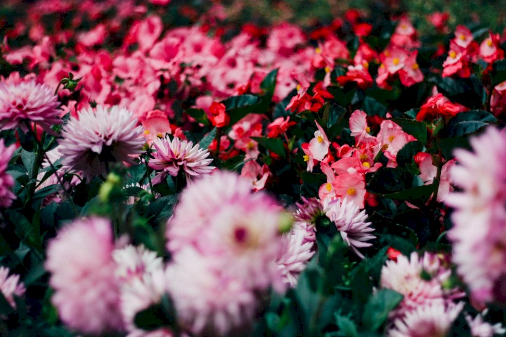 Piękny ogród kwiatowy puzzle online