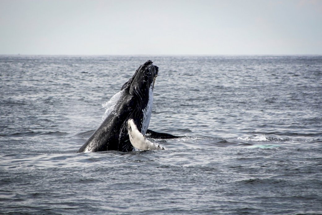 Naruszenie wielorybów puzzle online