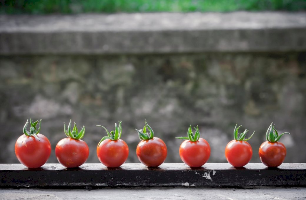 Pomidory na balkonie puzzle online