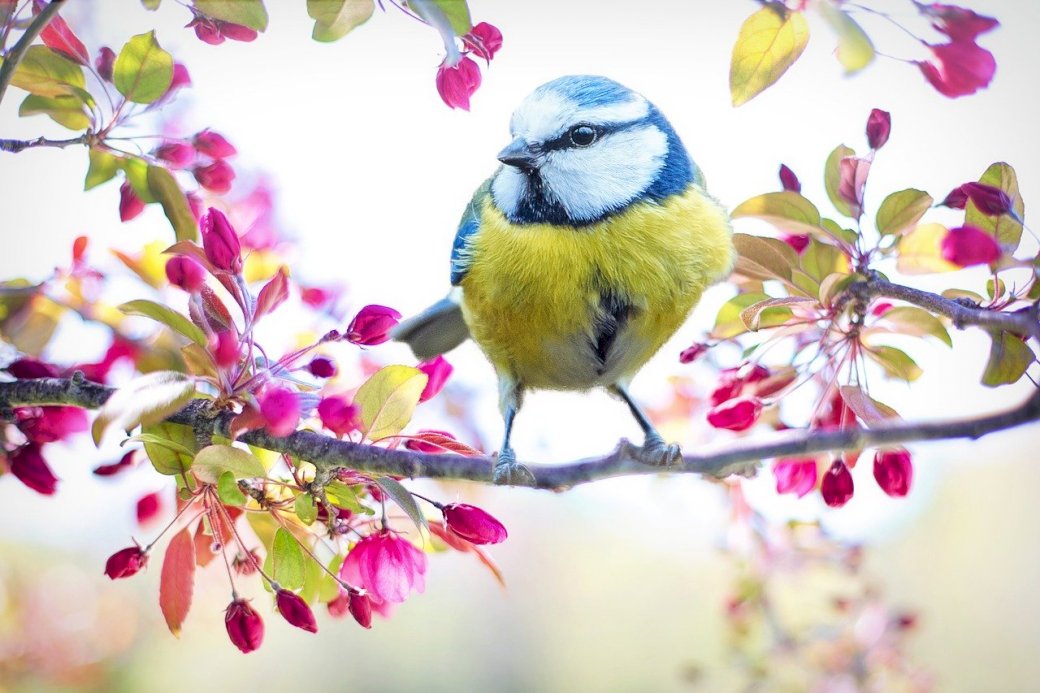 Kolorowy ptak na drzewie puzzle