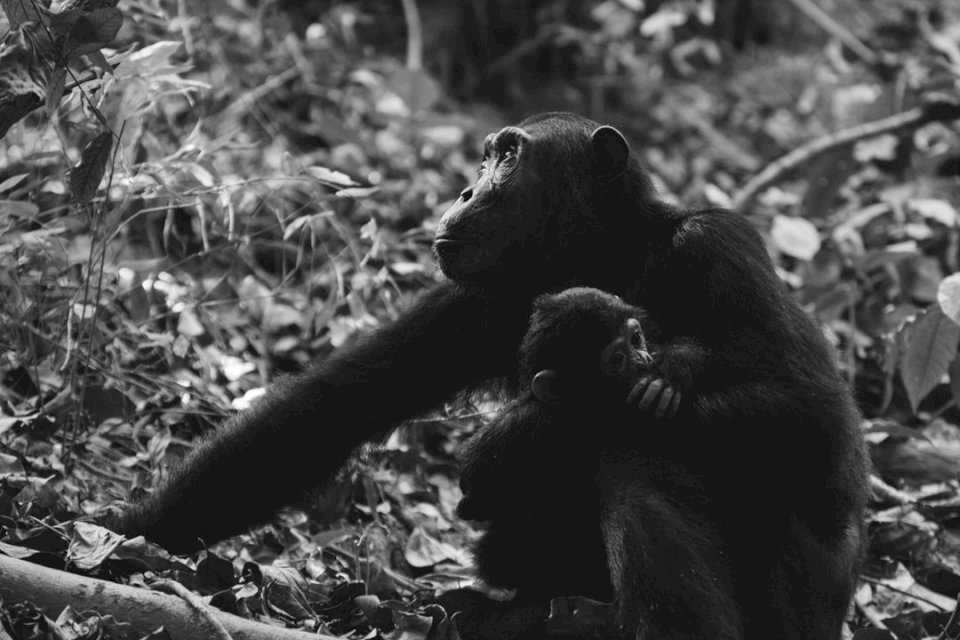 Szympans matka i dziecko puzzle online