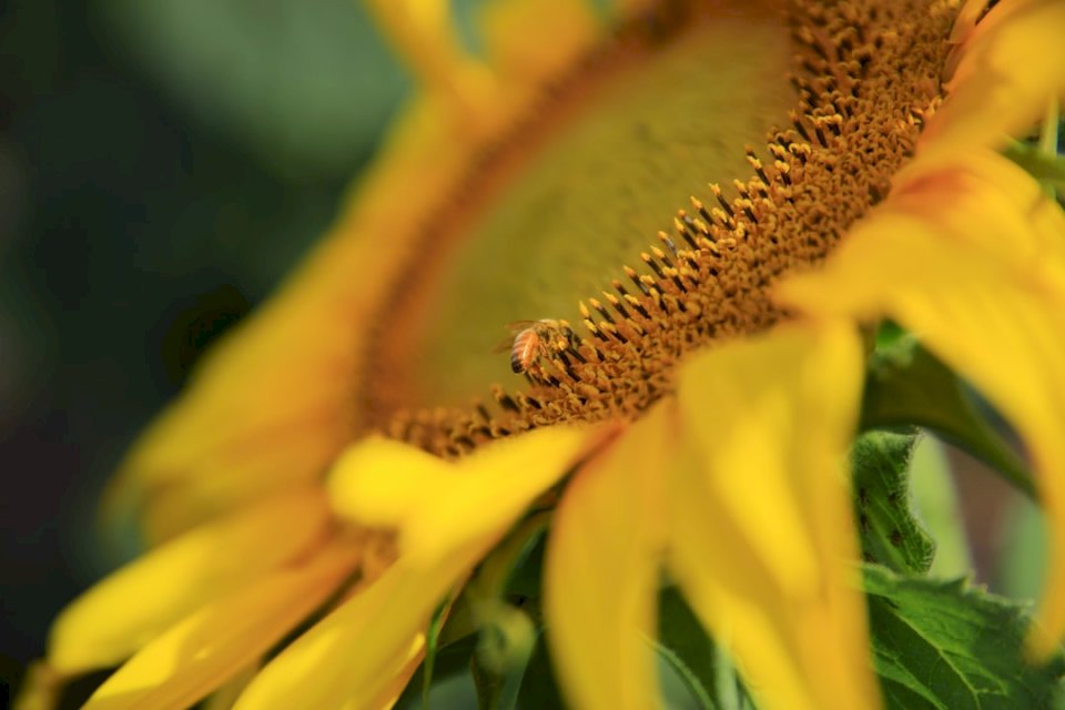 To urocza pszczoła, która przyszła puzzle online