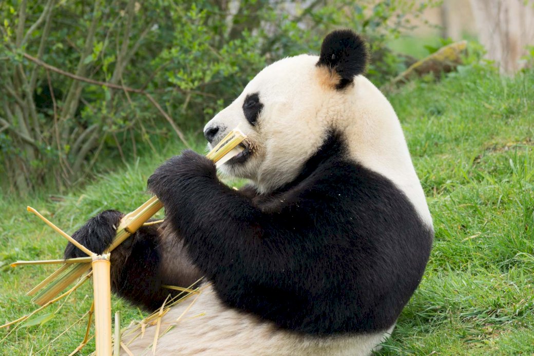 Panda Beauval Zoo puzzle online