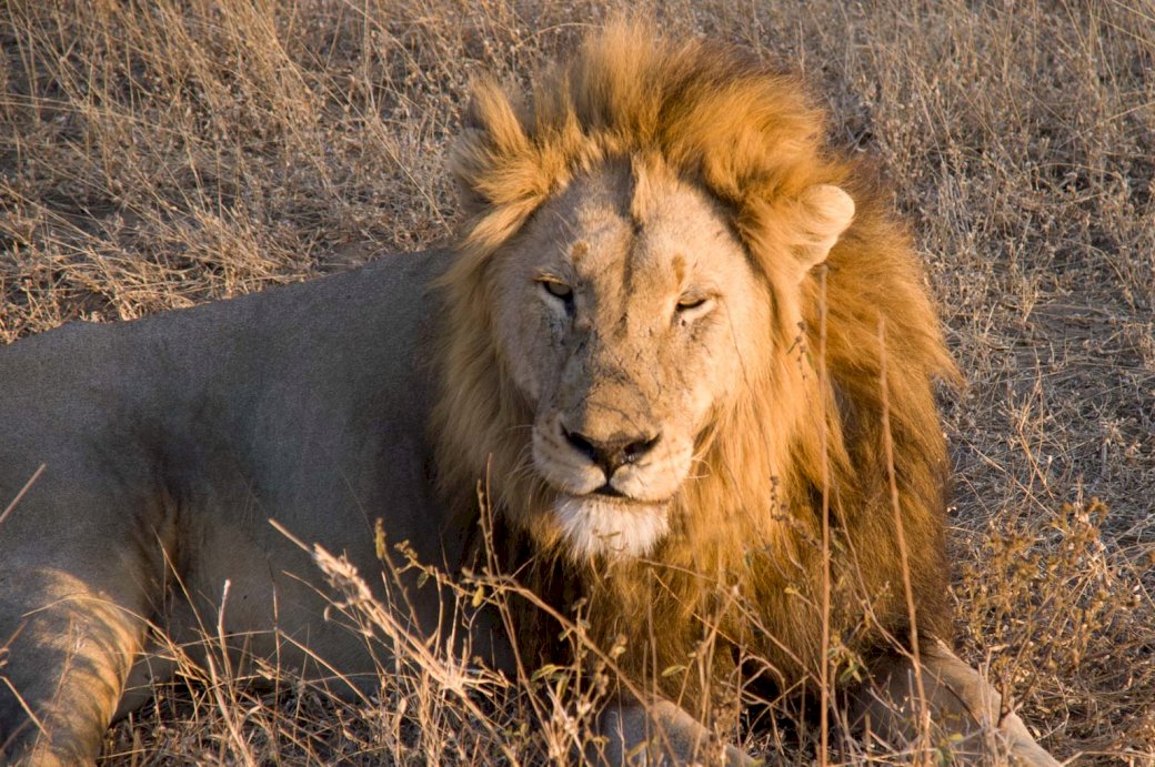 Kruger Park Lion puzzle online
