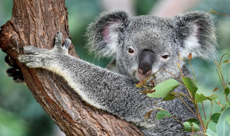 koala na drzewie puzzle online